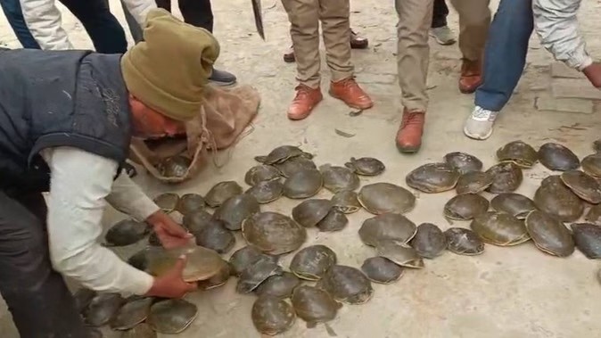 कछुओं की तस्करीः संरक्षण के नाम पर चलता एक अदृश्य खेल